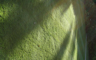 Seasonal Lawn Care; Removing Dead Grass