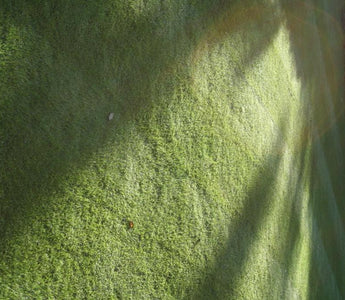 Seasonal Lawn Care; Removing Dead Grass