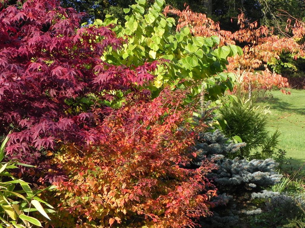 Understanding Plant Classification