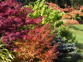 Understanding Plant Classification