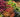 Understanding Plant Classification