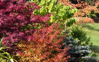 Understanding Plant Classification