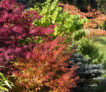 Understanding Plant Classification