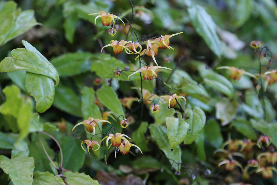 Flowering plants for shade