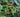 Flowering plants for shade
