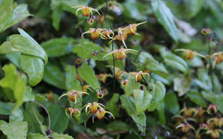 Flowering plants for shade