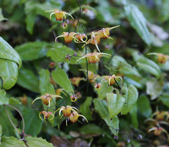 Flowering plants for shade