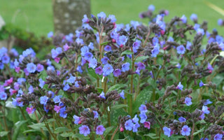 Soldiers and Sailors; Early spring flowers with magical powers