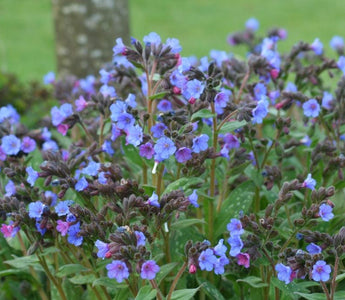 Soldiers and Sailors; Early spring flowers with magical powers
