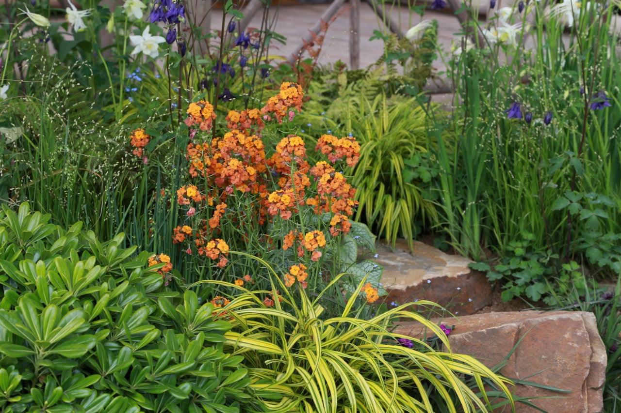 Wallflowers: fashionable and great value