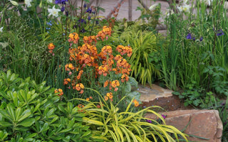 Wallflowers: fashionable and great value
