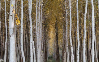 Better Composition In 5 Easy Steps