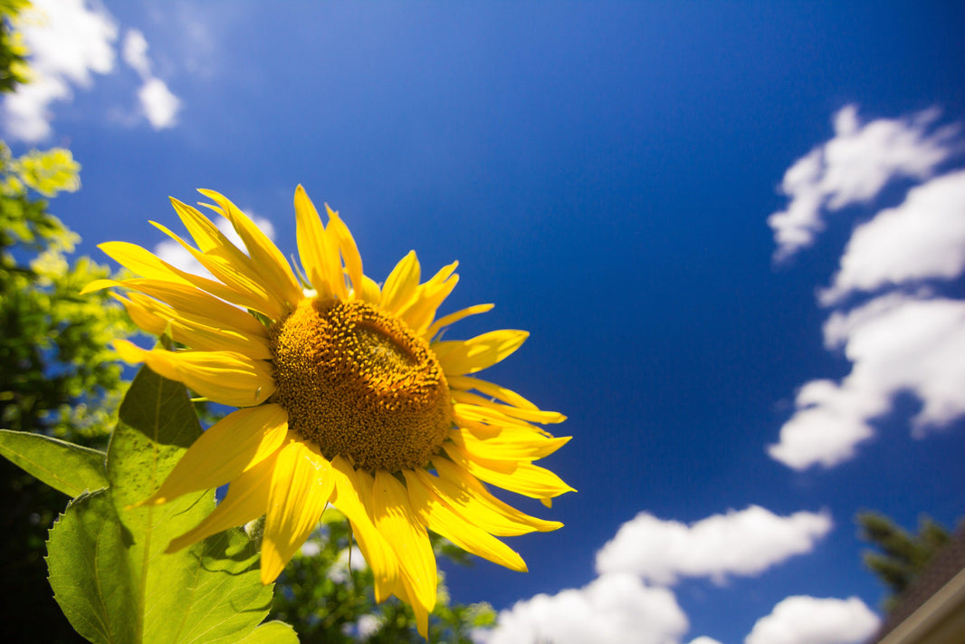 How to Grow Sunflowers: A Step by Step Guide