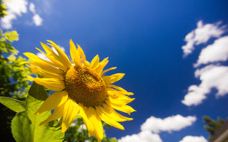 How to Grow Sunflowers: A Step by Step Guide