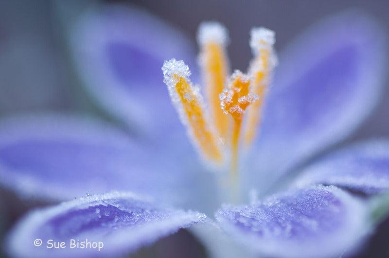 How to photograph frost
