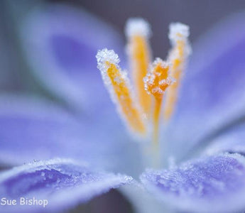 How to photograph frost
