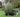 How to Plant Trees & Shrubs