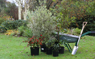 How to Plant Trees & Shrubs