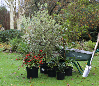 How to Plant Trees & Shrubs