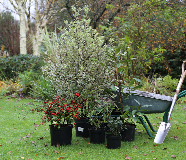 How to Plant Trees & Shrubs Learning with Experts