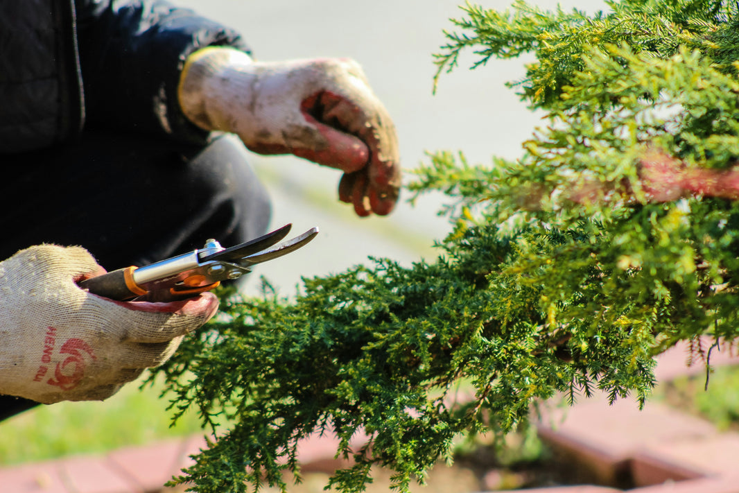 Unearth Your Green Thumb with an Online Horticulture Course