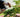 Unearth Your Green Thumb with an Online Horticulture Course