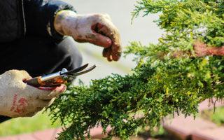 Unearth Your Green Thumb with an Online Horticulture Course