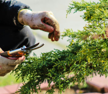 Unearth Your Green Thumb with an Online Horticulture Course