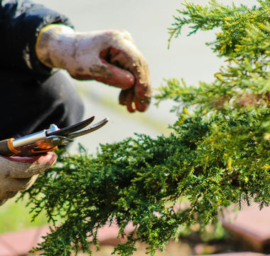 Unearth Your Green Thumb with an Online Horticulture Course