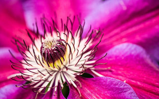 PRESS RELEASE: Flower and Plant Photography with World Class Horticultural Photographer