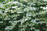 Flowering Dogwoods