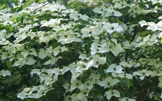 Flowering Dogwoods