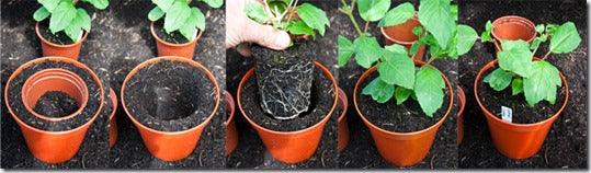 Transplanting: Potting Off and On