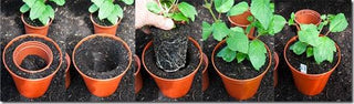 Transplanting: Potting Off and On