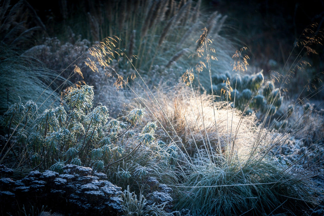 New Year's Resolution: Improve Your Gardening Knowledge