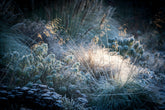 New Year's Resolution: Improve Your Gardening Knowledge