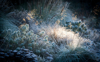 New Year's Resolution: Improve Your Gardening Knowledge