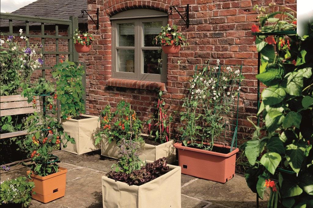 The patio allotment: Growing vegetables in planters.
