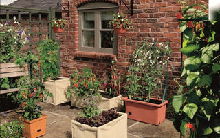 The patio allotment: Growing vegetables in planters.