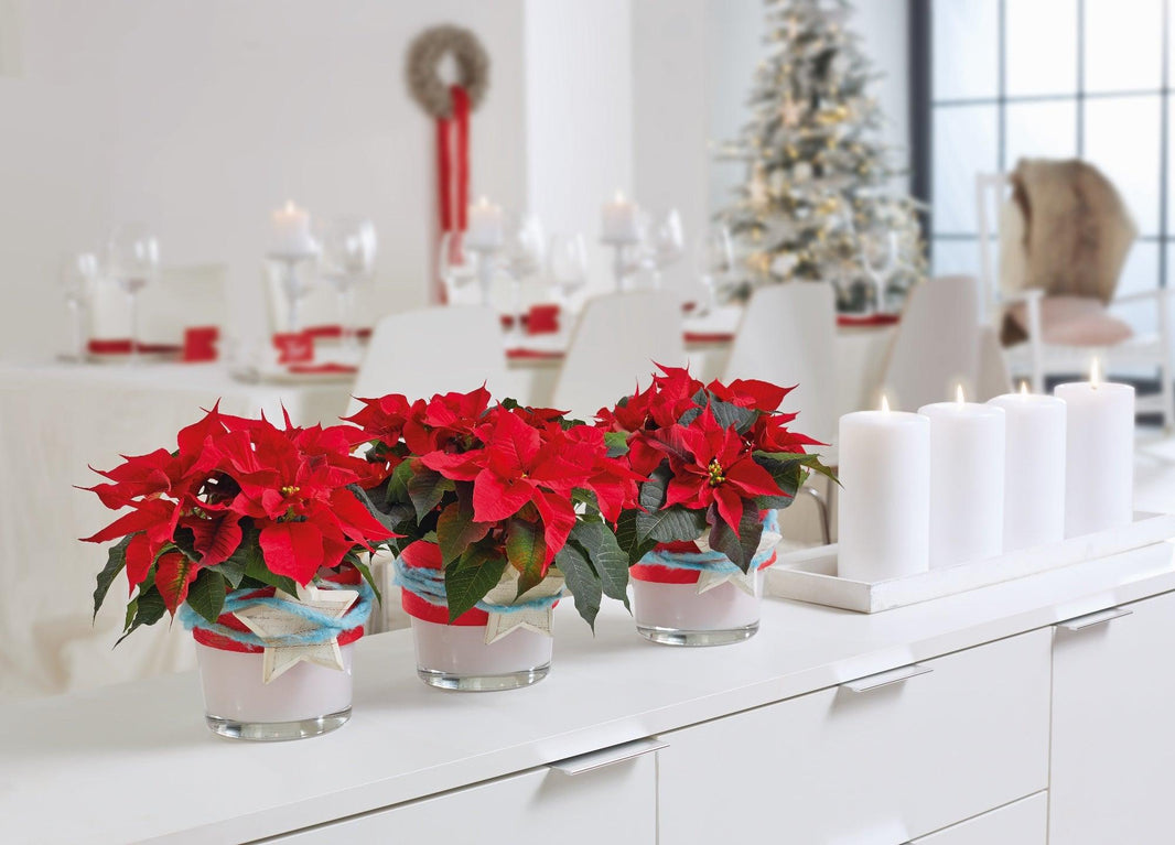 Christmas Decorating Ideas With Poinsettias