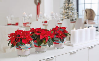 Christmas Decorating Ideas With Poinsettias