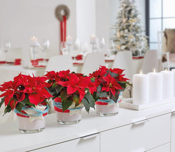 Christmas Decorating Ideas With Poinsettias
