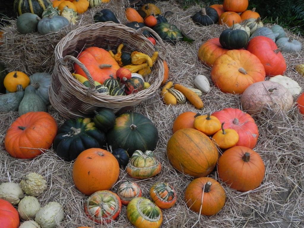 Pumpkins, Halloween, Black Cats and Wonderfully Wicked Fall Colour
