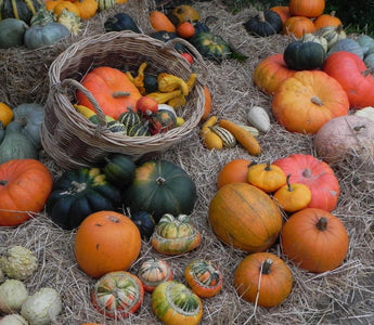 Pumpkins, Halloween, Black Cats and Wonderfully Wicked Fall Colour