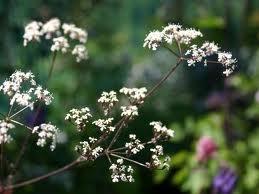 THE Plant of The Chelsea Flower Show this Year - Anthriscus sylvestris 'Raven's Wing'