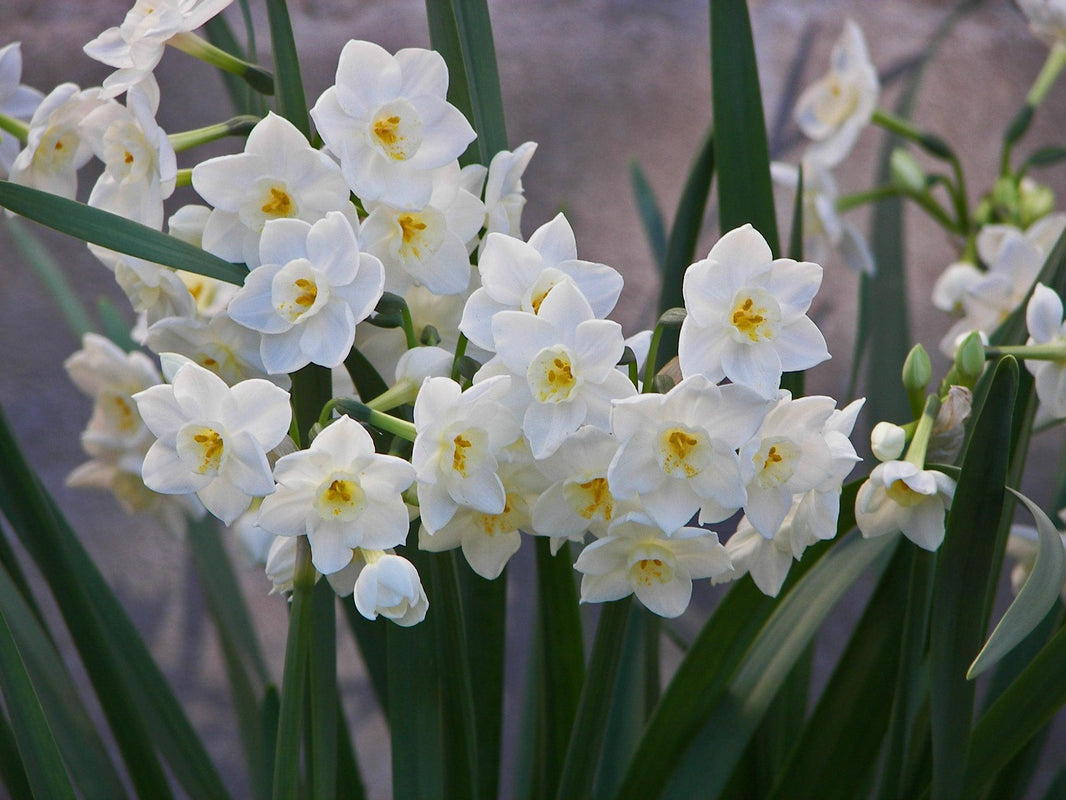 The Most Fragrant Narcissi