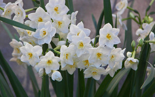 The Most Fragrant Narcissi