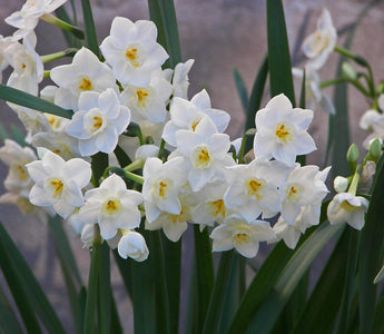 The Most Fragrant Narcissi