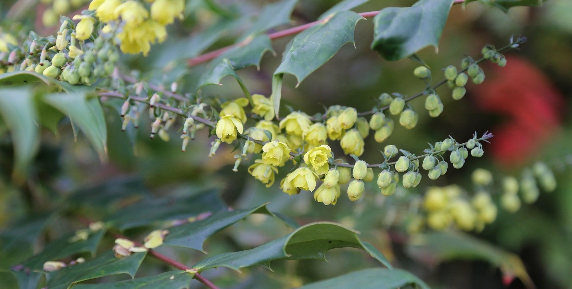 What's In Flower In My Garden This Christmas