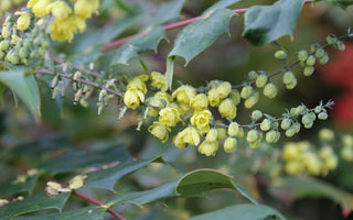 What's In Flower In My Garden This Christmas